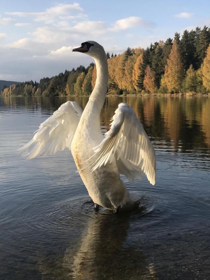 Dum Na Lipne Villa Lipno nad Vltavou Eksteriør billede